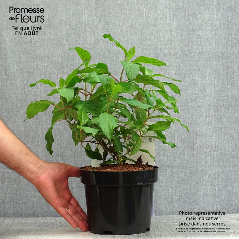 Exemplaar van Hydrangea paniculata Great Star Le Vasterival - Pluimhortensia Pot van 3 l/4 l zoals geleverd in de zomer