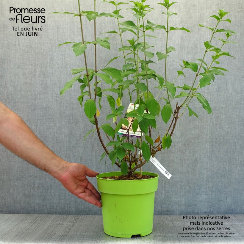 Exemplaar van Hydrangea paniculata Hercules - Pluimhortensia Pot van 3 l/4 l zoals geleverd in de zomer