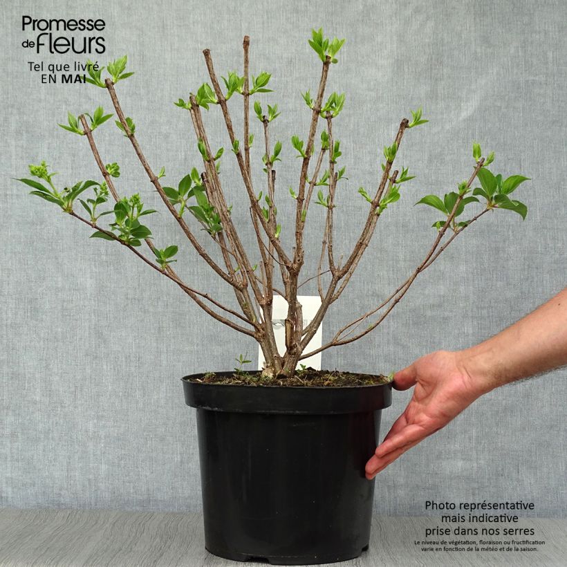 Example of Hydrangea paniculata Kyushu - Pluimhortensia Pot van 7,5 l/10 l as you get in printemps