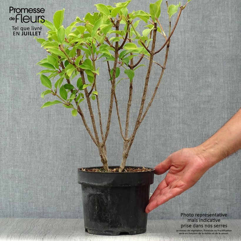Exemplaar van Hydrangea paniculata Kyushu - Pluimhortensia Pot van 3 l/4 l zoals geleverd in de zomer