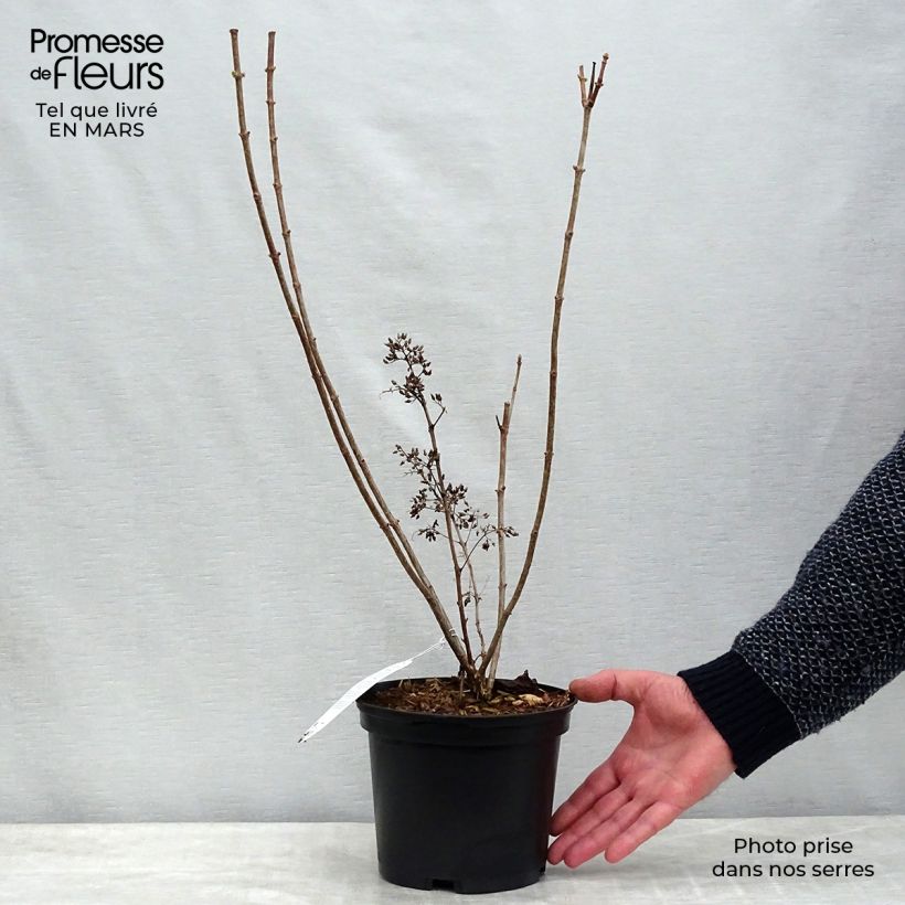 Example of Hydrangea paniculata Kyushu - Pluimhortensia Pot van 3 l/4 l as you get in printemps