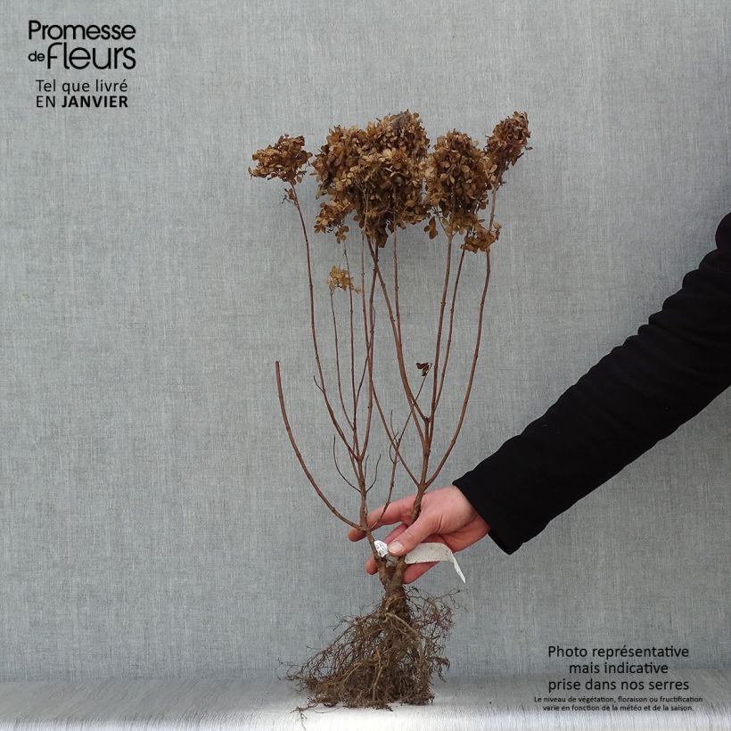 Exemplaar van Hydrangea paniculata Kyushu - Pluimhortensia Naakte wortel zoals geleverd in de winter