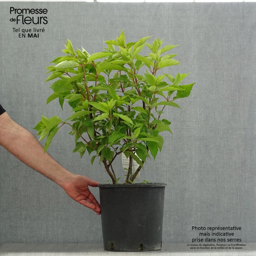 Exemplaar van Hydrangea paniculata Levana - Pluimhortensia Pot van 7,5 l/10 l zoals geleverd in de lente