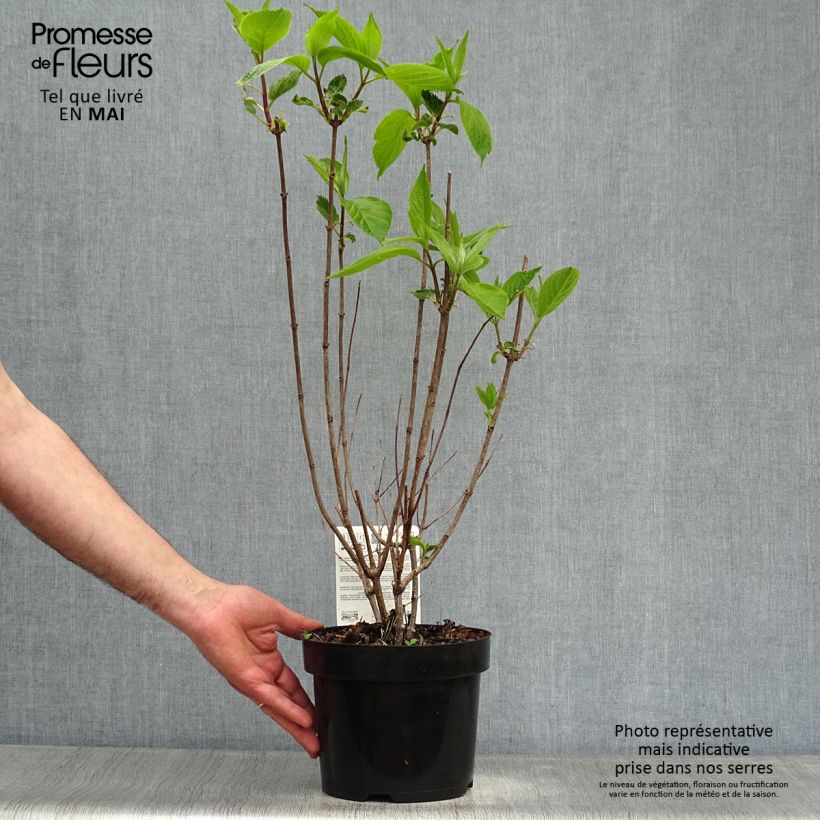 Exemplaar van Hydrangea paniculata Levana - Pluimhortensia Pot van 3 l/4 l zoals geleverd in de lente