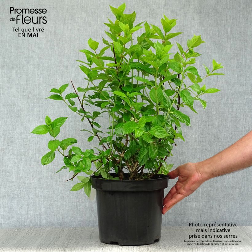 Example of Hydrangea paniculata Limelight - Pluimhortensia Pot van 6 l/7 l as you get in printemps