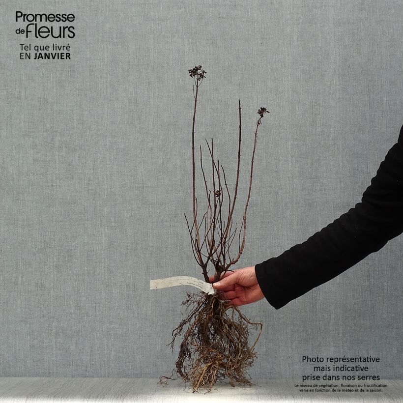 Exemplaar van Hydrangea paniculata Limelight - Pluimhortensia Naakte wortel zoals geleverd in de winter