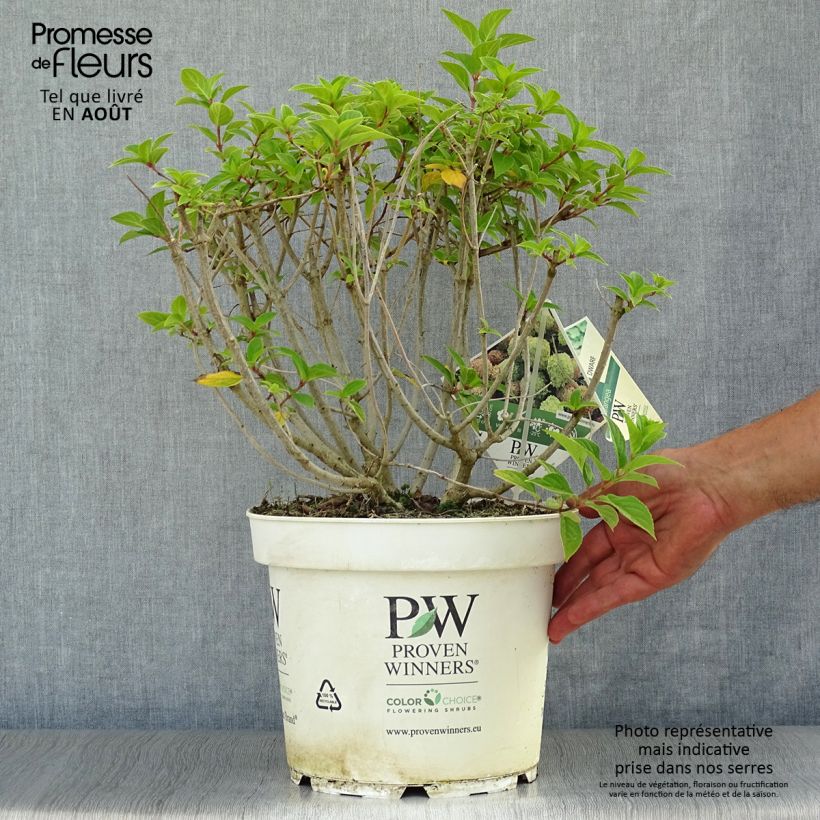 Exemplaar van Hydrangea paniculata Little Lime - Dwergpluimhortensia Pot van 7,5 l/10 l zoals geleverd in de zomer
