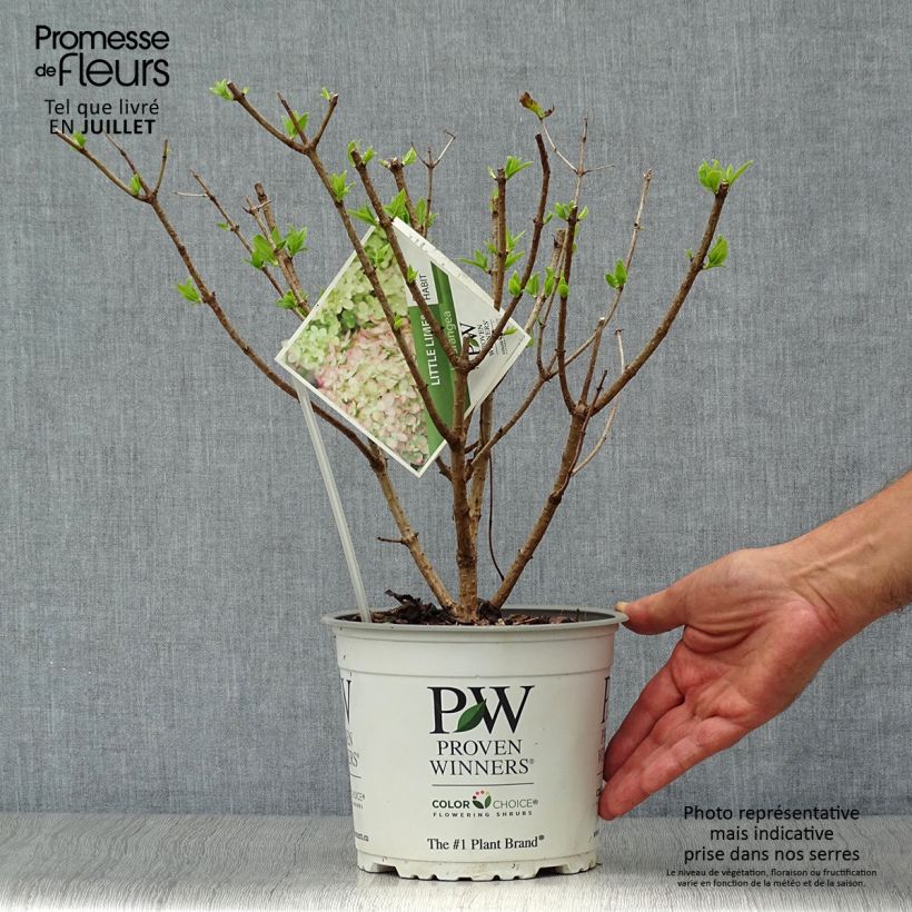 Exemplaar van Hydrangea paniculata Little Lime - Dwergpluimhortensia Pot van 3 l/4 l zoals geleverd in de zomer