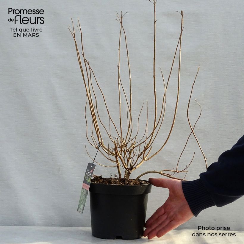 Exemplaar van Hydrangea paniculata Little Lime - Dwergpluimhortensia Pot van 3 l/4 l zoals geleverd in de lente