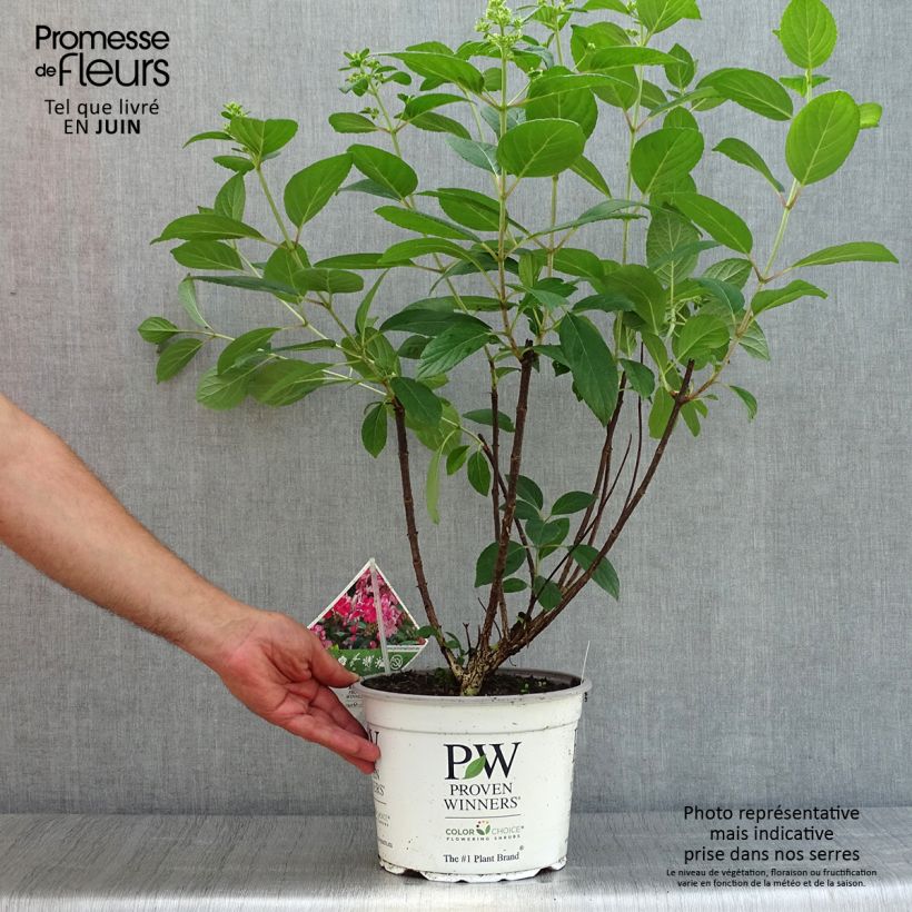 Exemplaar van Hydrangea paniculata Little Quick Fire - Dwergpluimhortensia Pot van 3 l/4 l zoals geleverd in de zomer