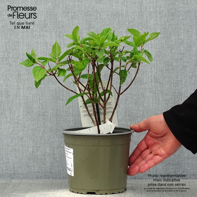 Exemplaar van Hydrangea paniculata Magical Mont Blanc - Pluimhortensia Pot van 3 l/4 l zoals geleverd in de lente