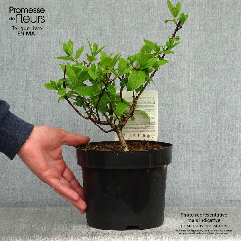 Exemplaar van Hydrangea paniculata Mega Mindy - Pluimhortensia Pot van 2 l/3 l zoals geleverd in de lente