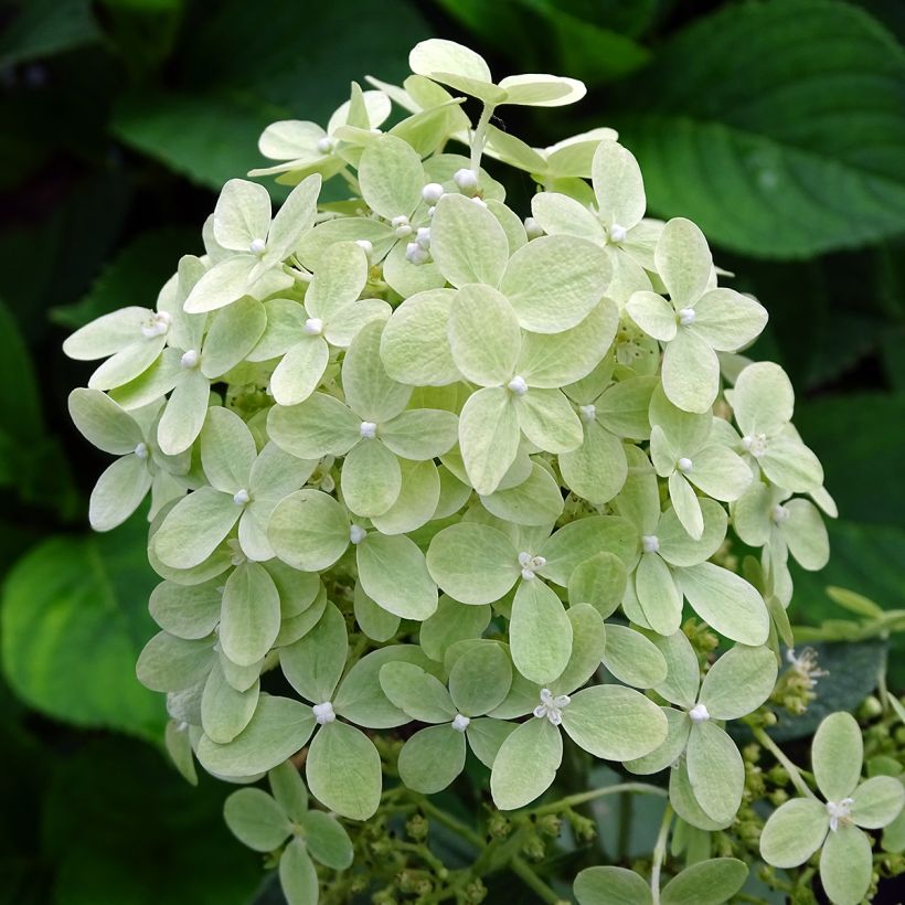 Hydrangea paniculata Pastelgreen - Pluimhortensia (Bloei)