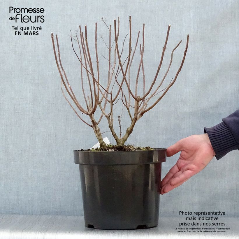 Exemplaar van Hydrangea paniculata Pastelgreen - Pluimhortensia Pot van 7,5 l/10 l zoals geleverd in de lente