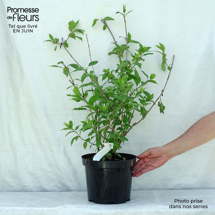 Exemplaar van Hydrangea paniculata Phantom - Pluimhortensia Pot van 7,5 l/10 l zoals geleverd in de zomer