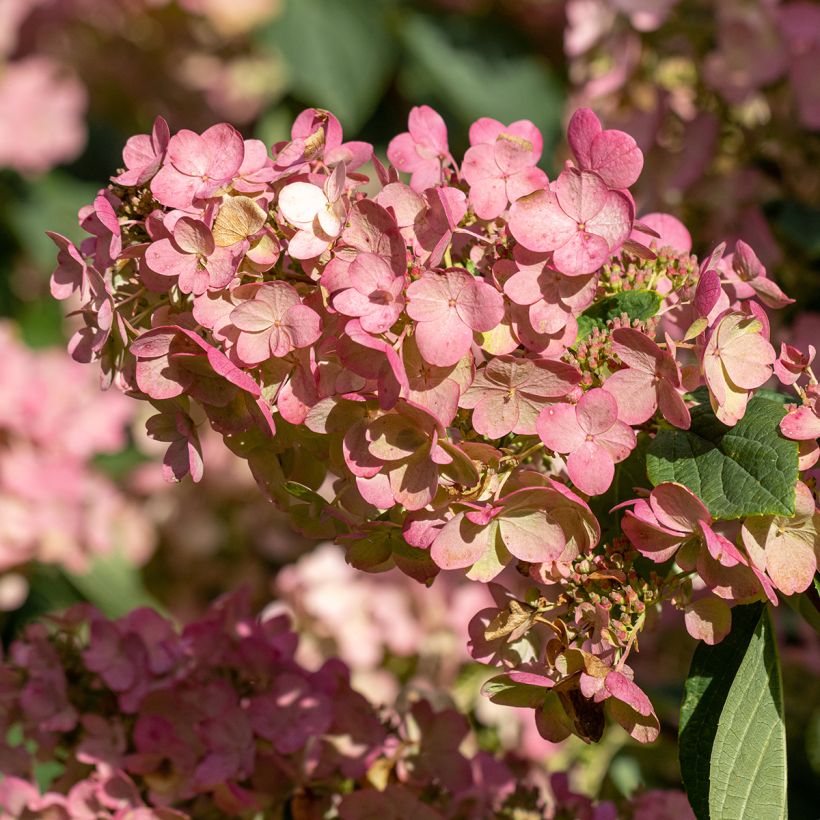 Hydrangea paniculata Pink diamond - Pluimhortensia (Bloei)