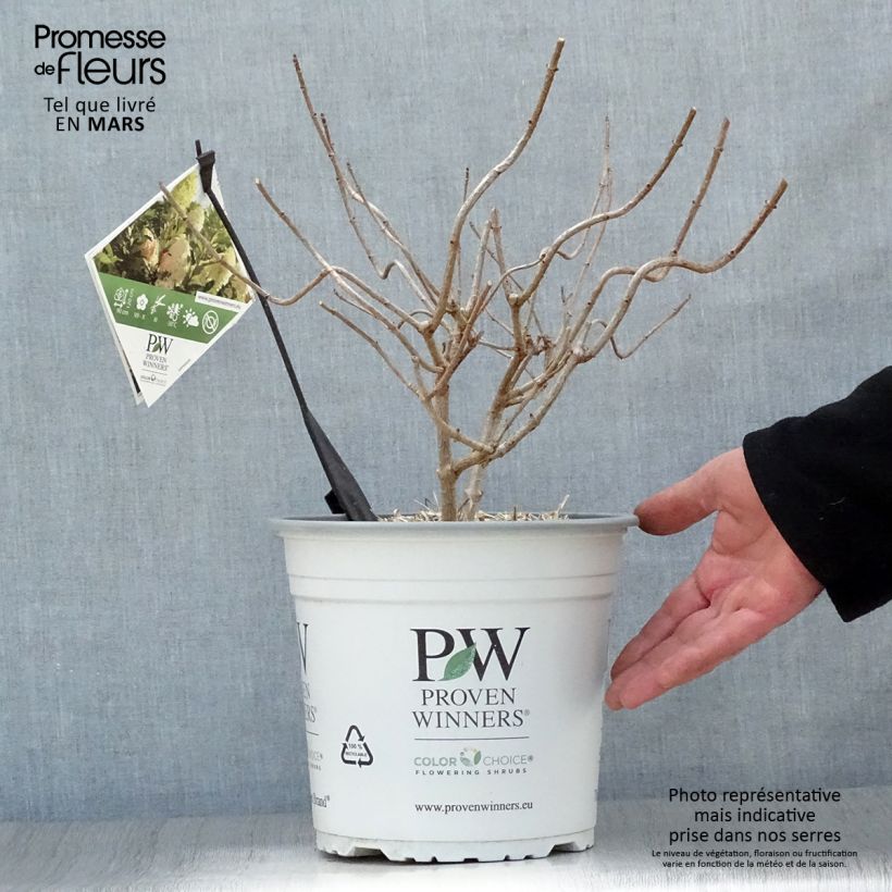Exemplaar van Hydrangea paniculata Pinkachu - Pluimhortensia Pot van 3 l/4 l zoals geleverd in de lente
