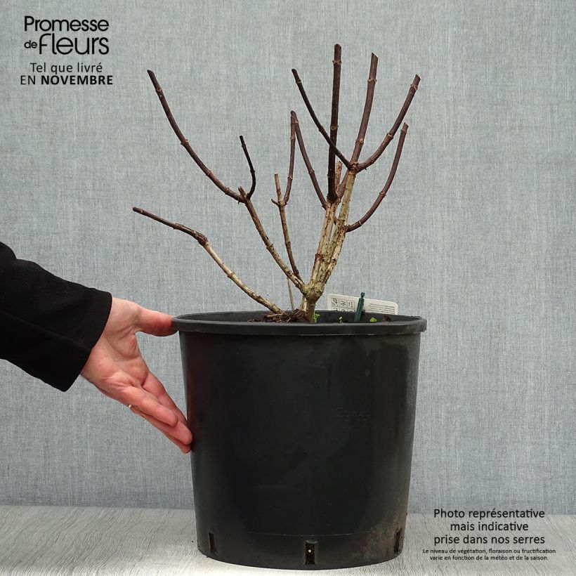 Exemplaar van Hydrangea paniculata Pinky Winky - Pluimhortensia Pot van 7,5 l/10 l zoals geleverd in de herfst