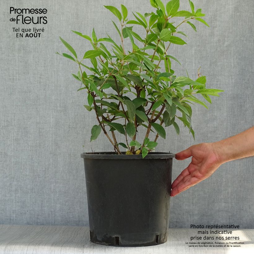 Exemplaar van Hydrangea paniculata Pinky Winky - Pluimhortensia Pot van 12 l/15 l zoals geleverd in de zomer