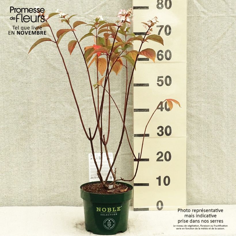 Exemplaar van Hydrangea paniculata Pinky Winky - Pluimhortensia Pot van 3 l/4 l zoals geleverd in de herfst