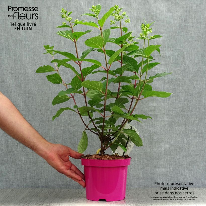 Exemplaar van Hydrangea paniculata Pinky Winky - Pluimhortensia Pot van 3 l/4 l zoals geleverd in de zomer