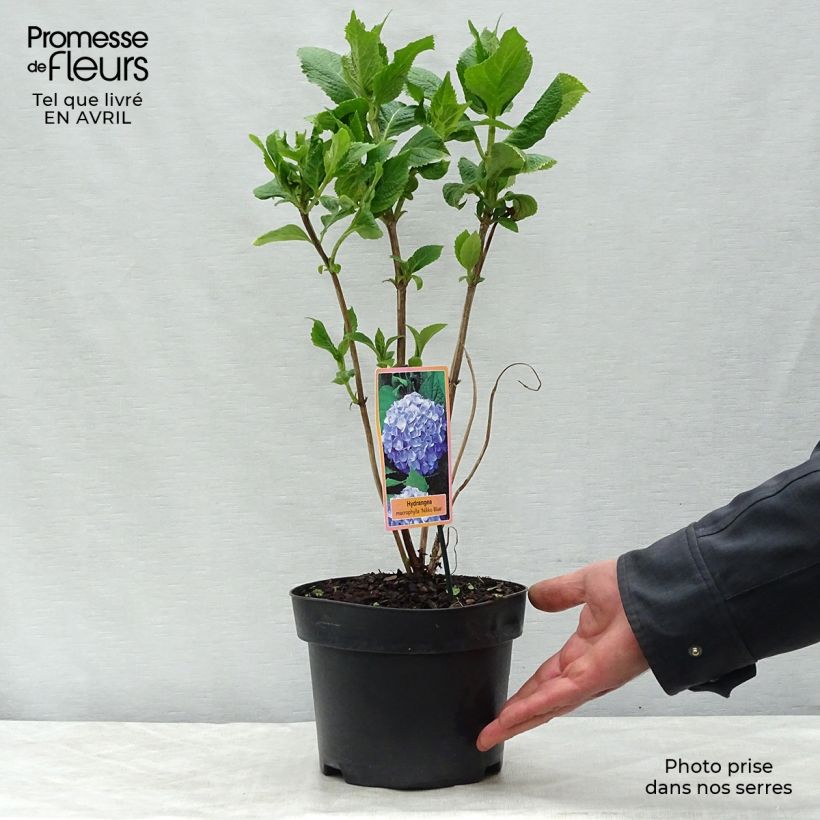 Exemplaar van Hydrangea paniculata Pinky Winky - Pluimhortensia Pot van 3 l/4 l zoals geleverd in de lente