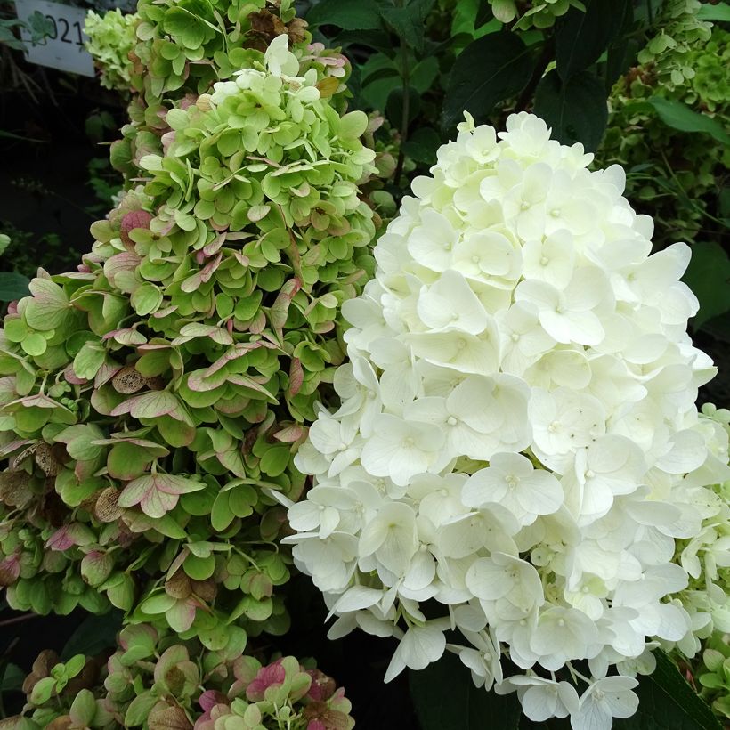 Hydrangea paniculata Silver Dollar - Pluimhortensia (Bloei)