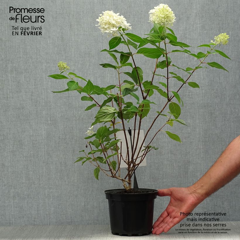 Exemplaar van Hydrangea paniculata Silver Dollar - Pluimhortensia Pot van 3 l/4 l zoals geleverd in de herfst