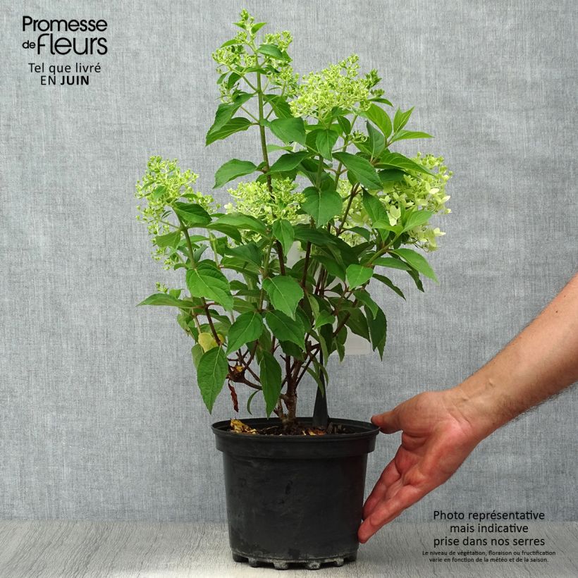 Exemplaar van Hydrangea paniculata Silver Dollar - Pluimhortensia Pot van 3 l/4 l zoals geleverd in de zomer