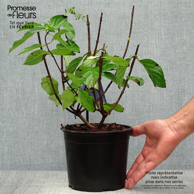 Exemplaar van Hydrangea paniculata Skyfall - Pluimhortensia Pot van 3 l/4 l zoals geleverd in de herfst