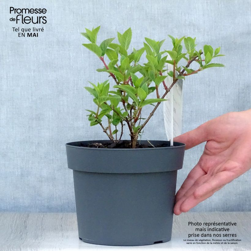 Example of Hydrangea paniculata Sundae Fraise - Pluimhortensia Pot van 2 l/3 l as you get in printemps
