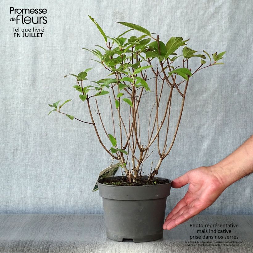 Exemplaar van Hydrangea paniculata Unique - Pluimhortensia Pot van 2 l/3 l zoals geleverd in de zomer