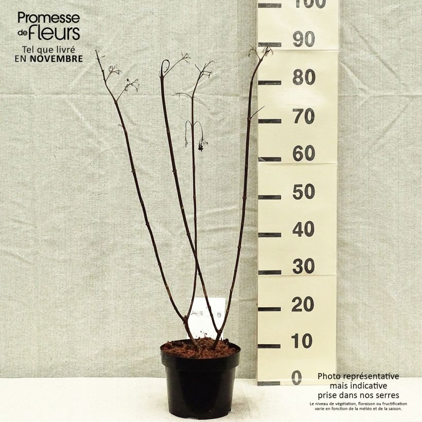 Exemplaar van Hydrangea paniculata Vanille Fraise - pluimhortensia Pot van 2 l/3 l zoals geleverd in de herfst