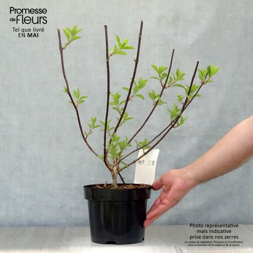 Exemplaar van Hydrangea paniculata Vanille Fraise - pluimhortensia Pot van 2 l/3 l zoals geleverd in de lente