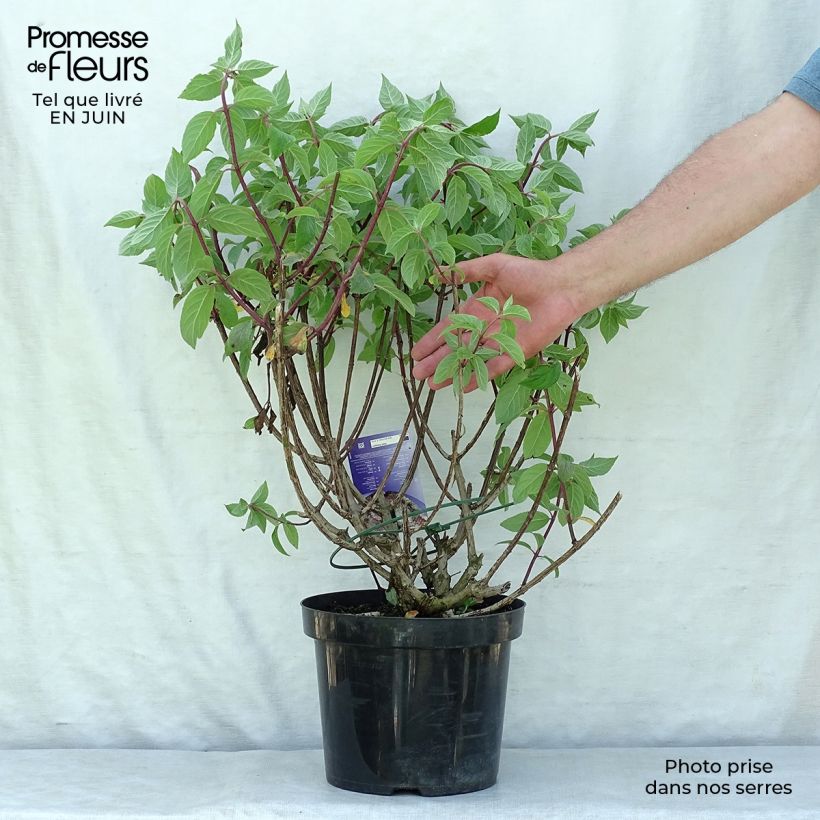 Exemplaar van Hydrangea paniculata Vanille Fraise - pluimhortensia Pot van 7,5 l/10 l zoals geleverd in de zomer