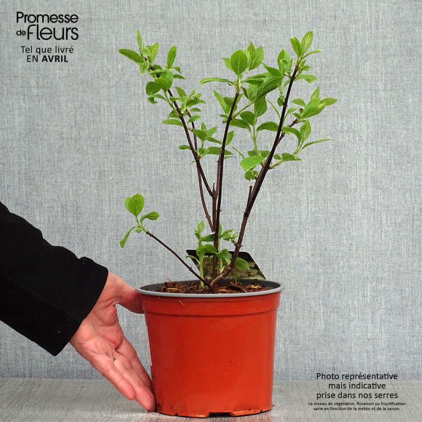 Exemplaar van Hydrangea paniculata White Moth - Hortensia Pot van 2 l/3 l zoals geleverd in de lente