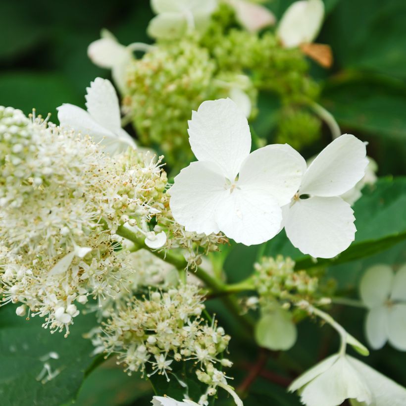Hydrangea paniculata White Moth - Hortensia (Bloei)