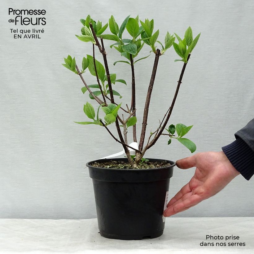 Exemplaar van Hydrangea paniculata Wim's red - Pluimhortensia Pot van 3 l/4 l zoals geleverd in de lente