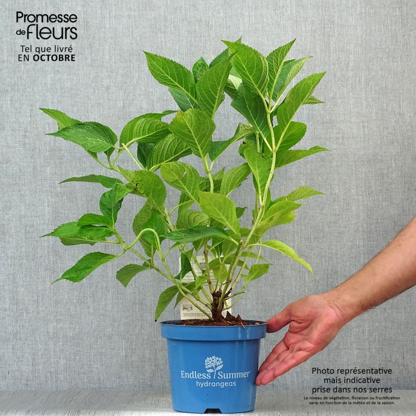 Exemplaar van Hydrangea paniculata Wim's red - Pluimhortensia Pot van 3 l/4 l zoals geleverd in de herfst