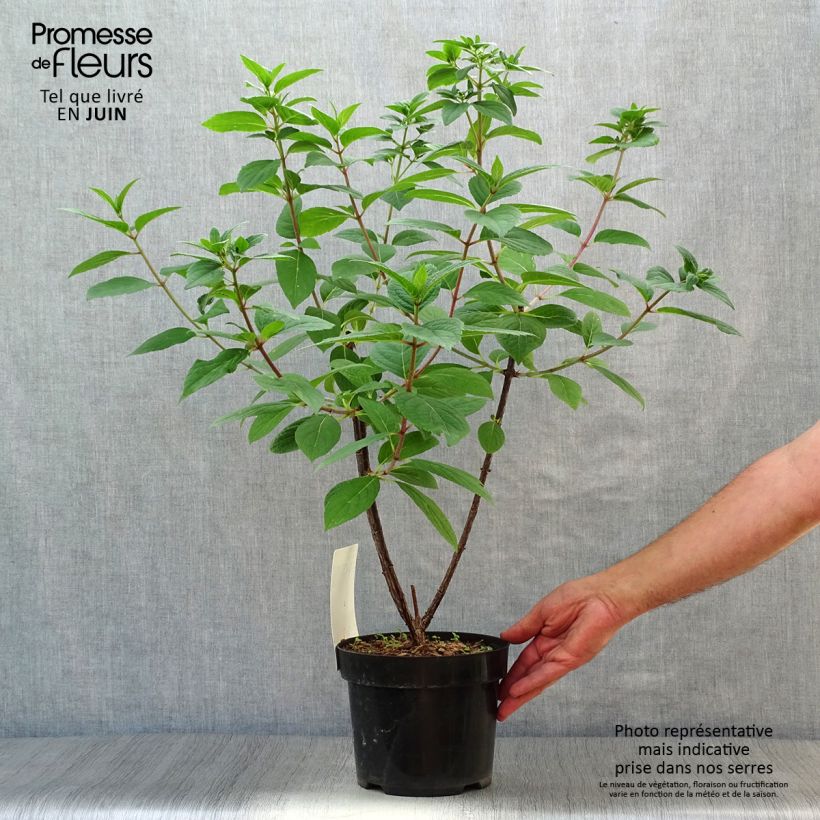 Exemplaar van Hydrangea paniculata Wim's red - Pluimhortensia Pot van 3 l/4 l zoals geleverd in de zomer
