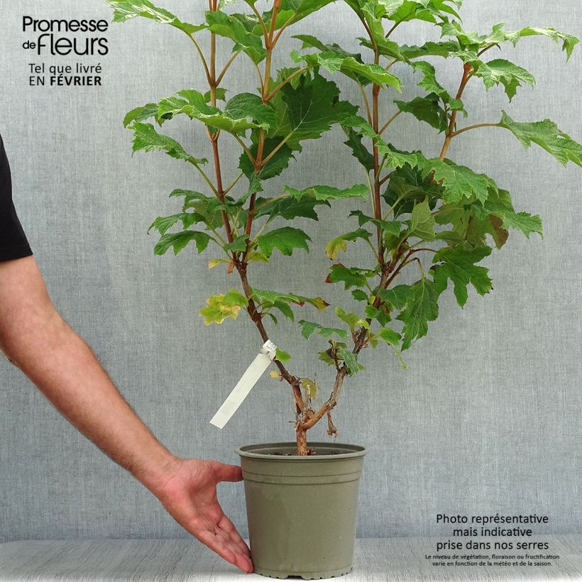 Exemplaar van Hydrangea quercifolia Applause - Eikenbladhortensia Pot van 4 l/5 l zoals geleverd in de herfst