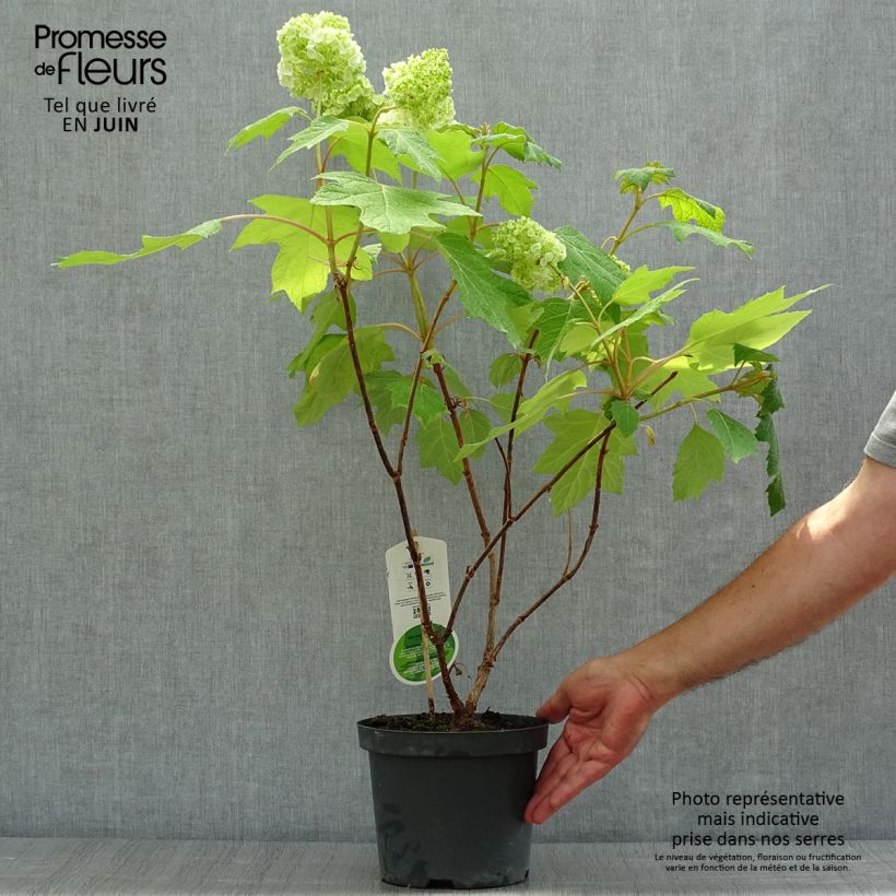 Exemplaar van Hydrangea quercifolia Harmony - Eikenbladhortensia Pot van 2 l/3 l zoals geleverd in de zomer