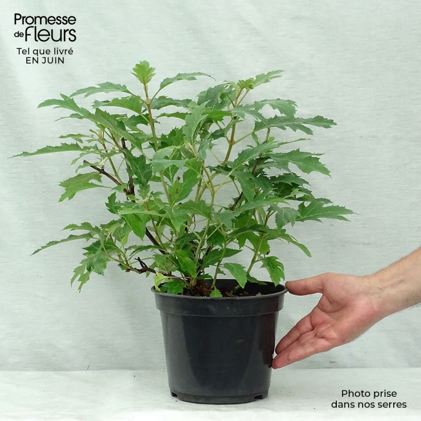 Exemplaar van Hydrangea quercifolia Ice Crystal - Eikenbladhortensia Pot van 4 l/5 l zoals geleverd in de zomer