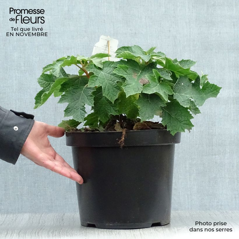 Exemplaar van Hydrangea quercifolia Jetstream - Eikenbladhortensia Pot van 6 l/7 l zoals geleverd in de herfst