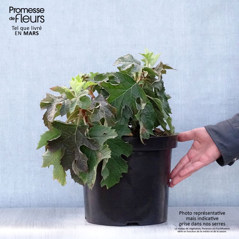 Exemplaar van Hydrangea quercifolia Jetstream - Eikenbladhortensia Pot van 6 l/7 l zoals geleverd in de lente