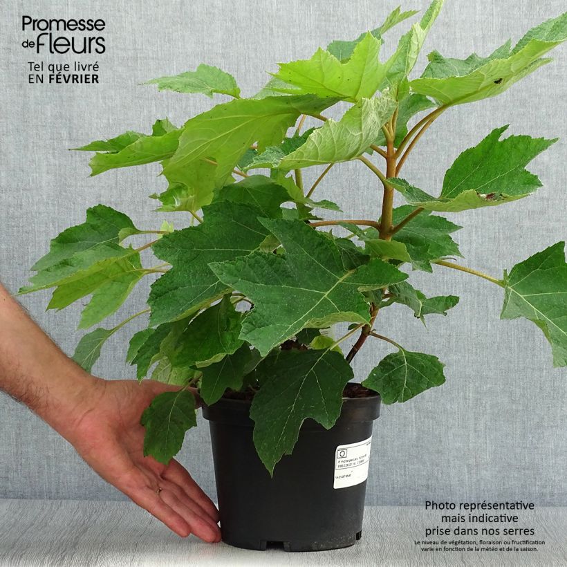 Exemplaar van Hydrangea quercifolia Munchkin - Eikenbladhortensia Pot van 2 l/3 l zoals geleverd in de herfst