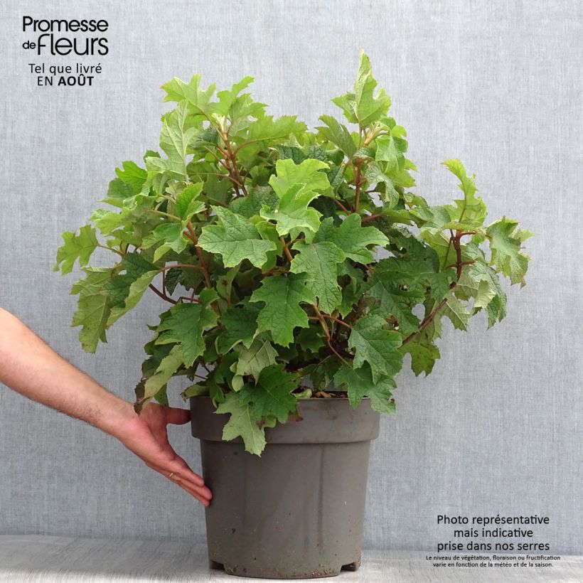 Exemplaar van Hydrangea quercifolia Ruby Slippers - Eikenbladhortensia Pot van 7,5 l/10 l zoals geleverd in de zomer