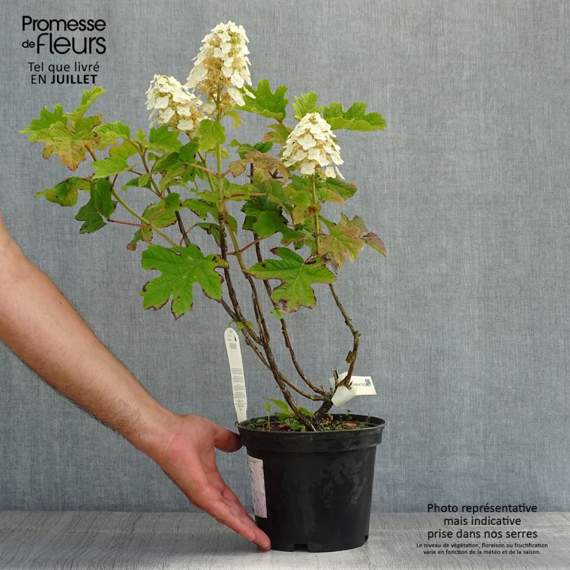 Exemplaar van Hydrangea quercifolia Ruby Slippers - Eikenbladhortensia Pot van 3 l/4 l zoals geleverd in de zomer