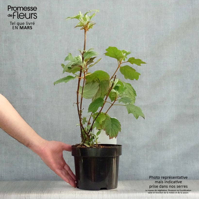 Exemplaar van Hydrangea quercifolia Snow Queen - Eikenbladhortensia Pot van 2 l/3 l zoals geleverd in de lente