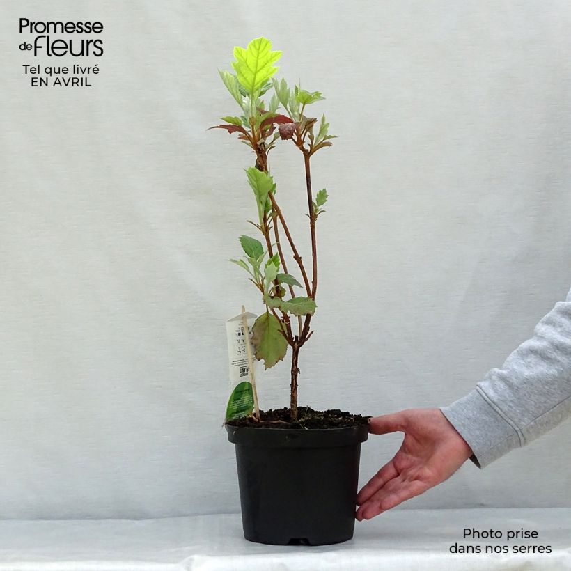 Exemplaar van Hydrangea quercifolia Snowflake - Eikenbladhortensia Pot van 3 l/4 l zoals geleverd in de lente